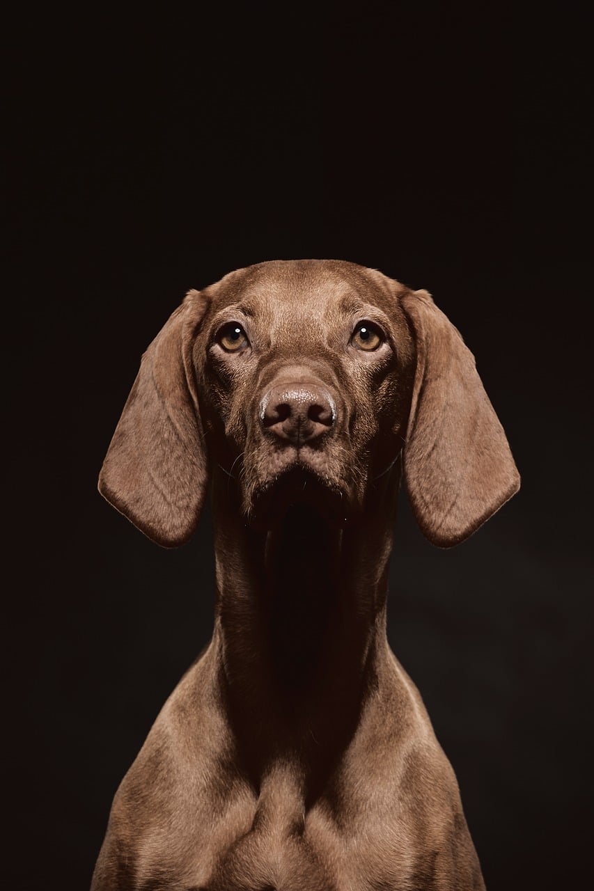 What are red flags in a dog breeder
