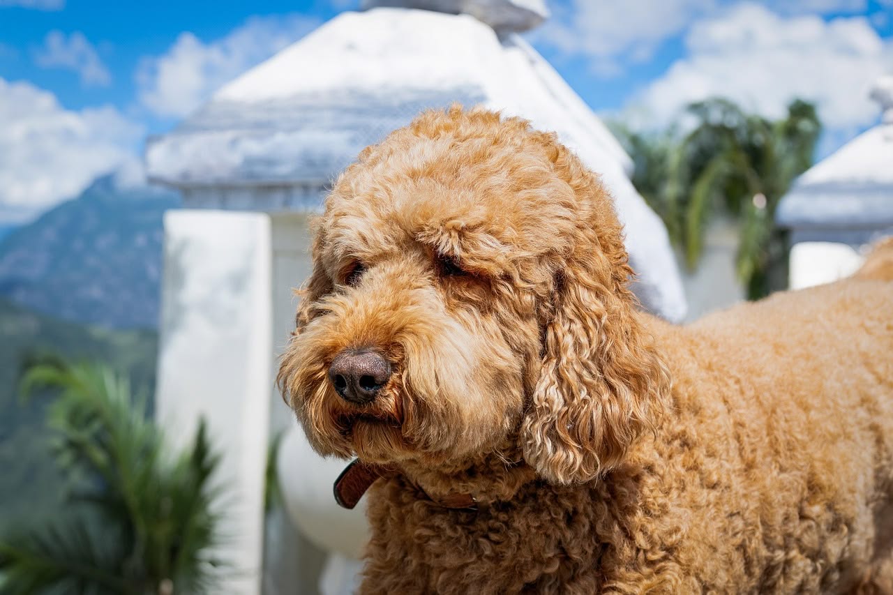 The Rise of Doodle Breeds: Meet Today’s Most Popular Small Dog Hybrids